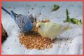 What eats bird food at night?